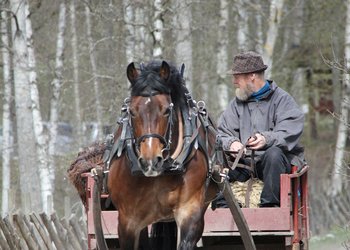 Hest og kjerre