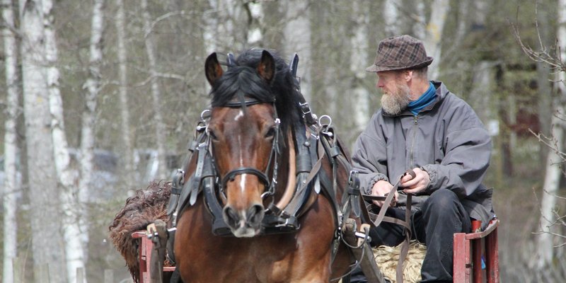 Hest og kjerre