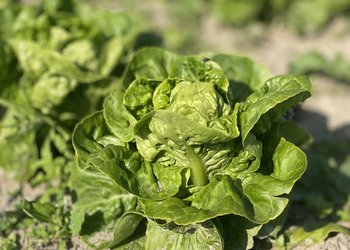 Hjertesalat