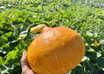 Hokkaido Oransje