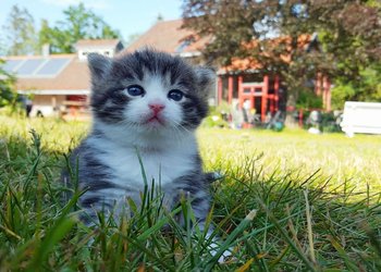 Kattunge i gresset
